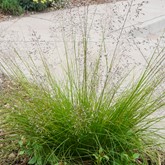 Prairie Dropseed